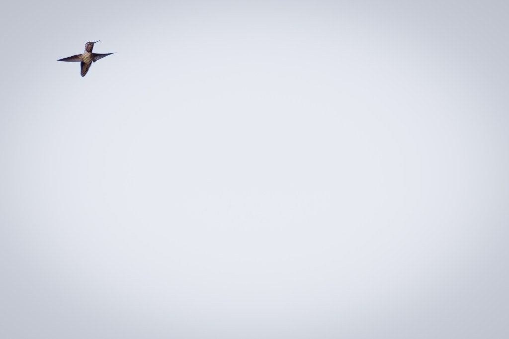 Reflecting on 2024: My Top 10 Favorite&nbsp;Photos